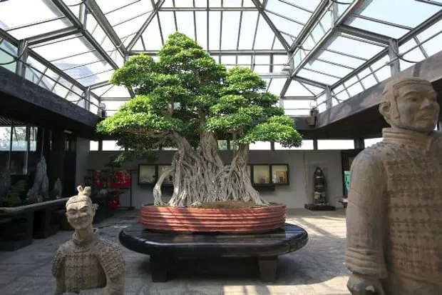 What is the oldest bonsai in the world
