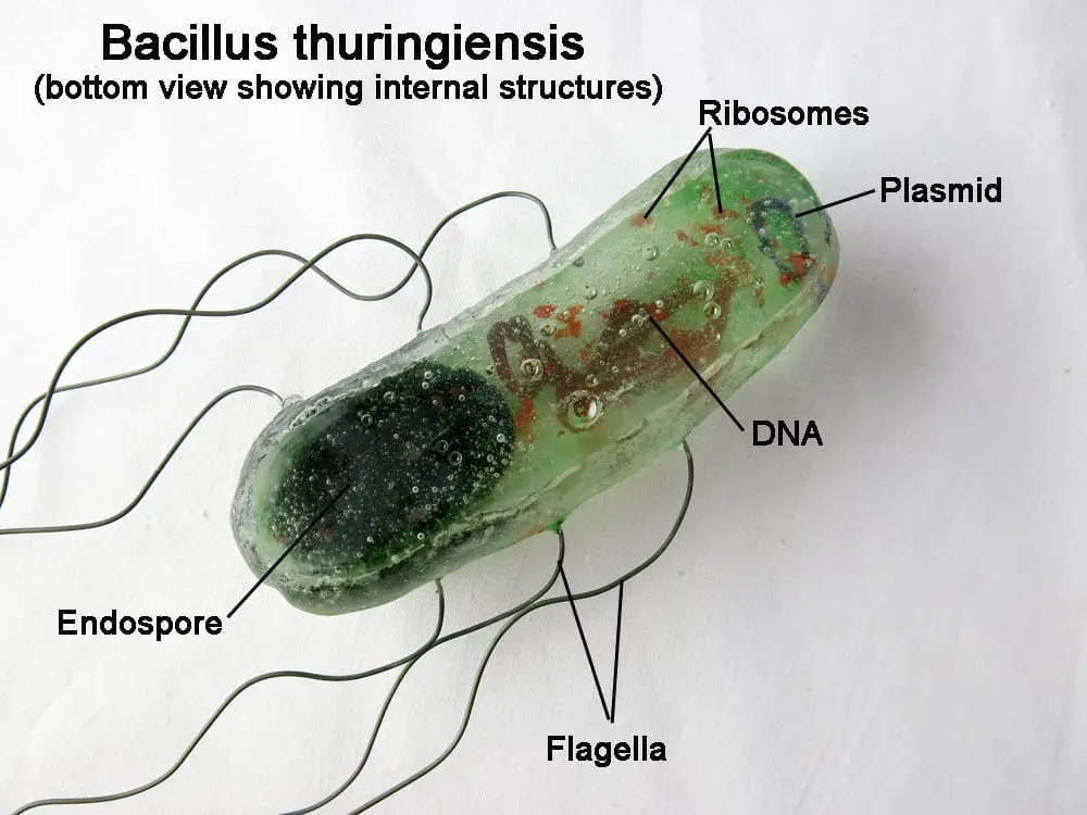 Bacillus thuringiensis, an ecological insecticide to protect your plants