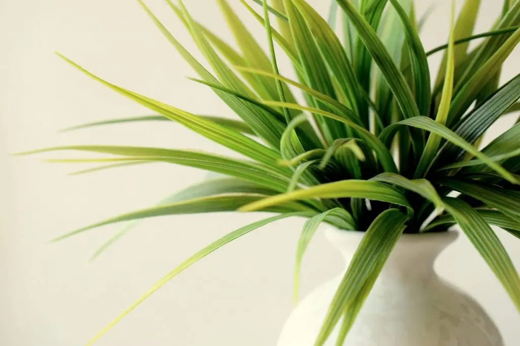 The importance of lighting for indoor plants