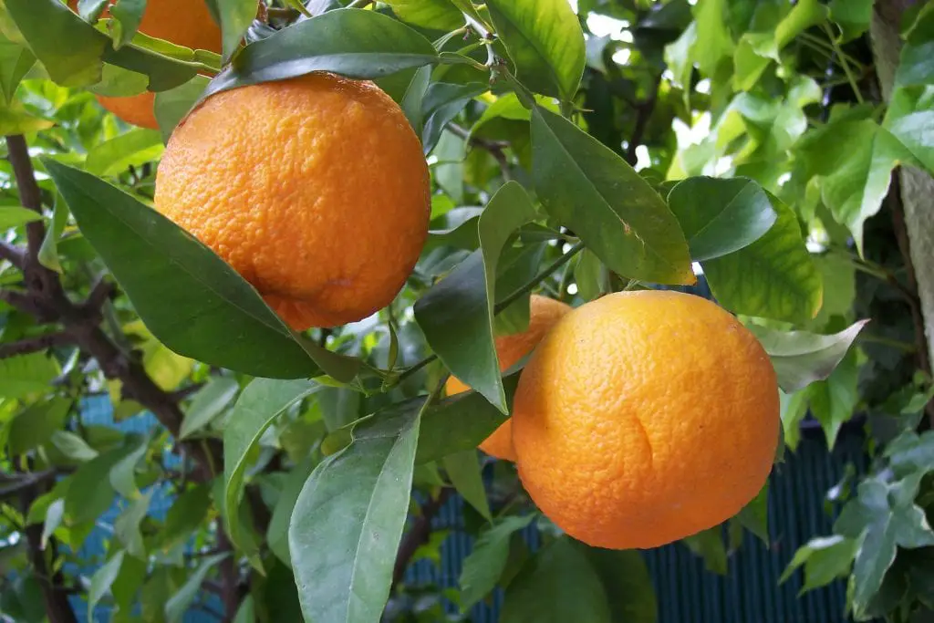 Origin of the orange