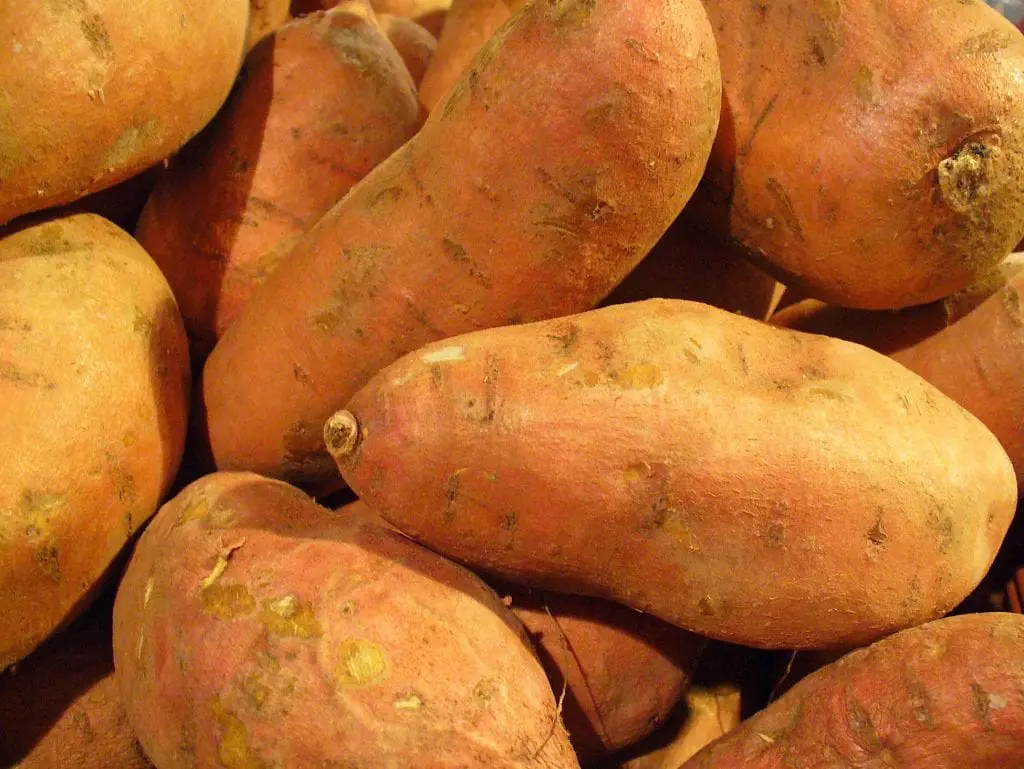 How to grow Sweet Potato