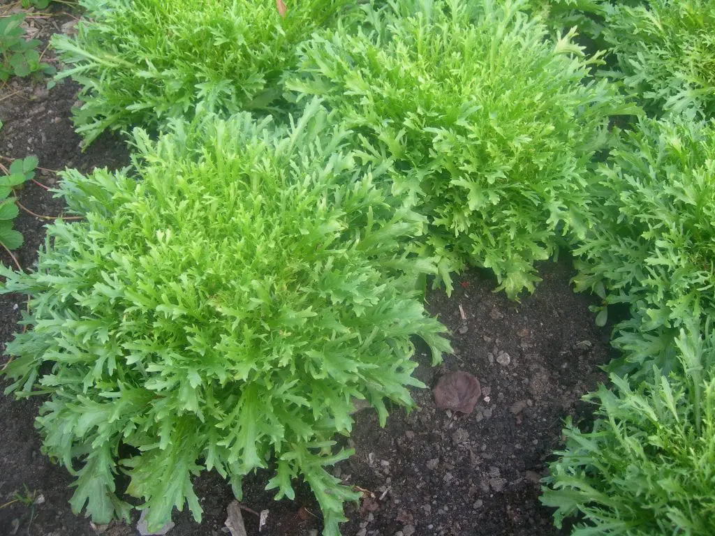 How to grow chicory?