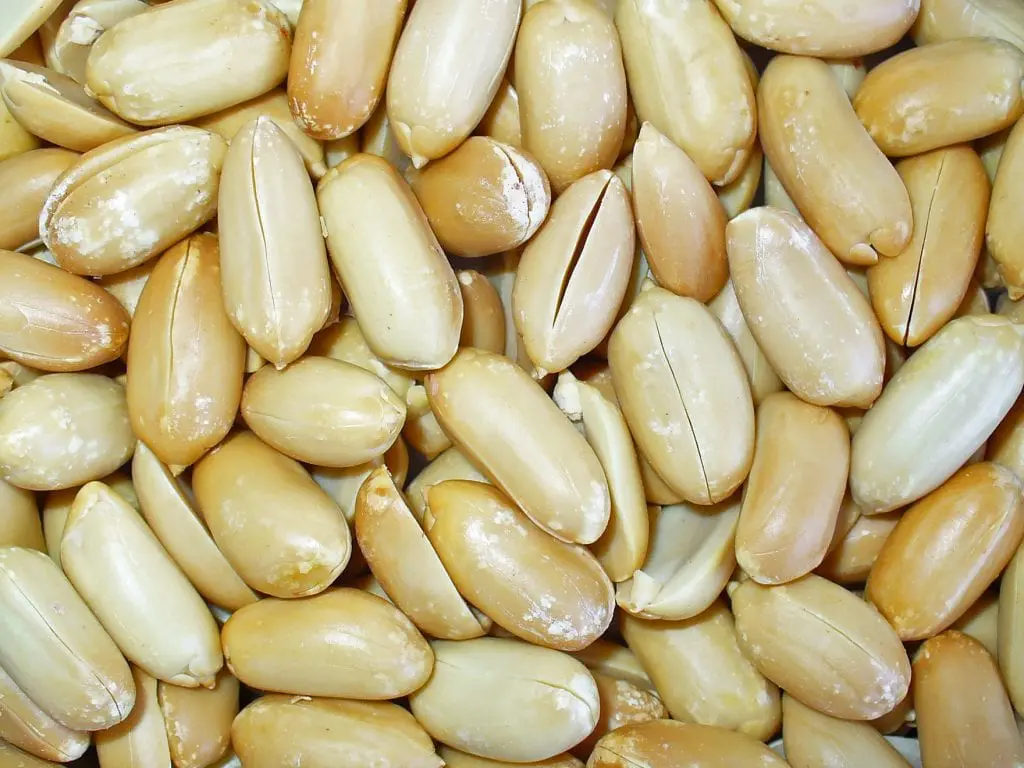Everything you need to know about the peanut plant