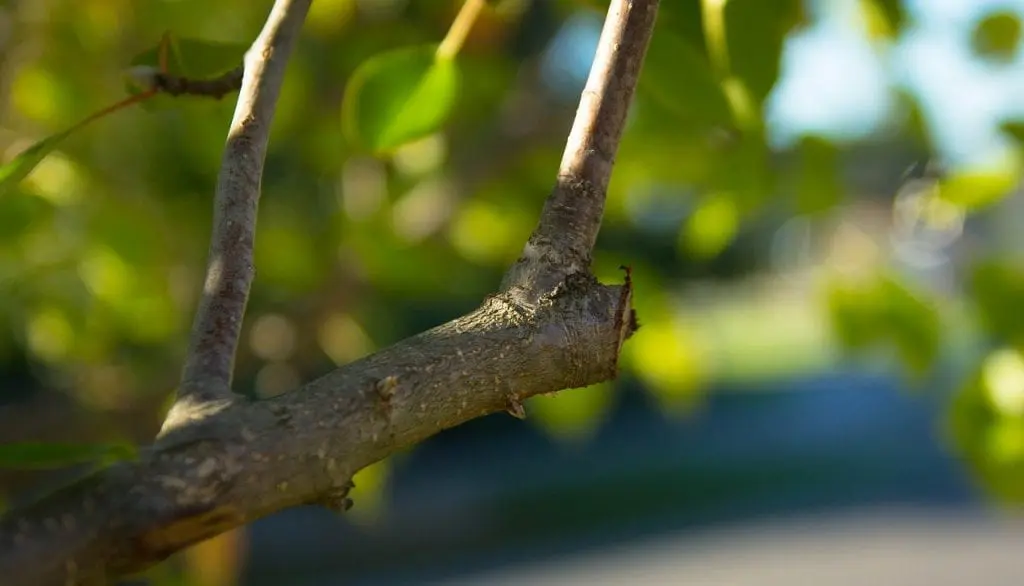 Everything you need to know about pruning apple trees