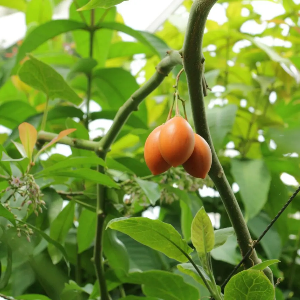 Tree tomato, a different horticultural plant