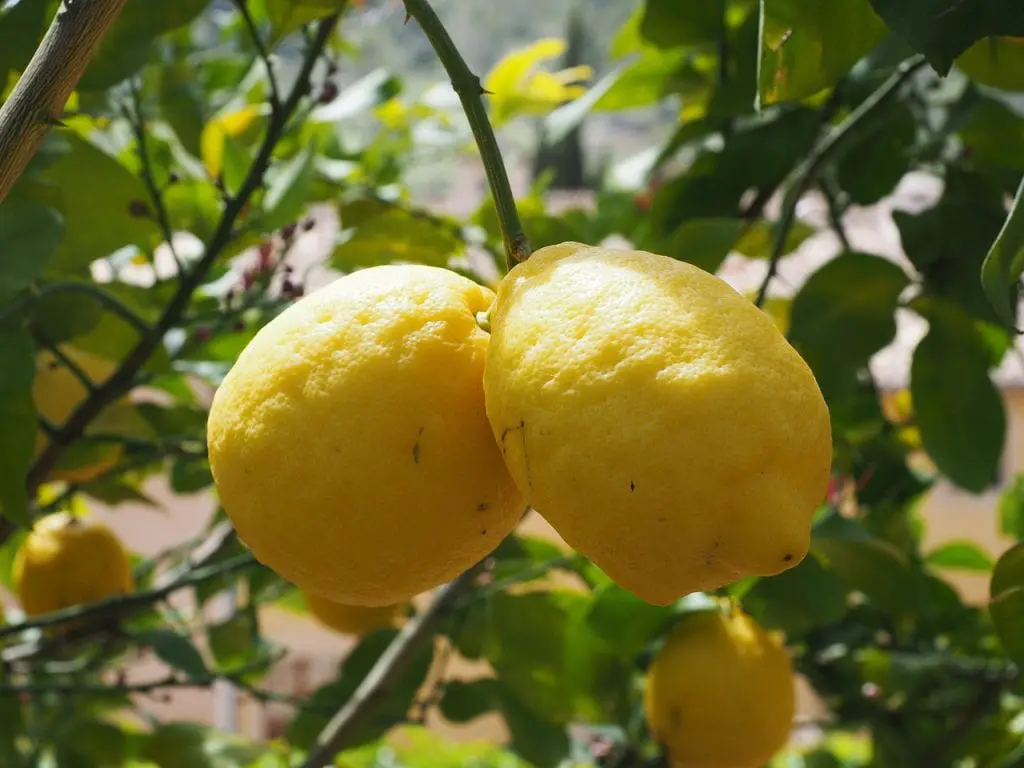 Tips to keep your lemon tree in good health