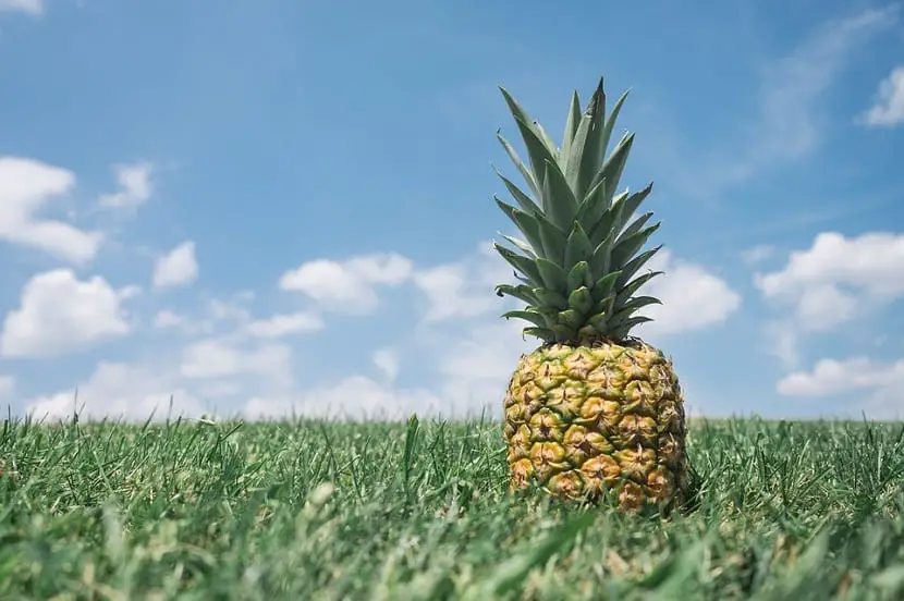 Characteristics, care, pests and diseases of the pineapple plant