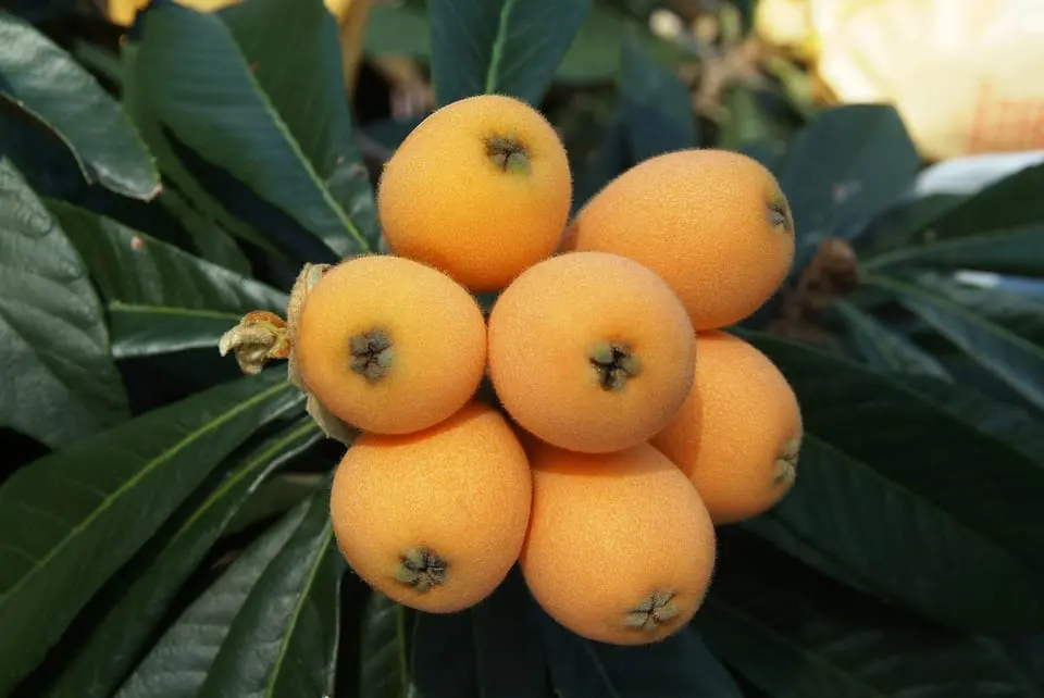 5 things you didn’t know about loquat