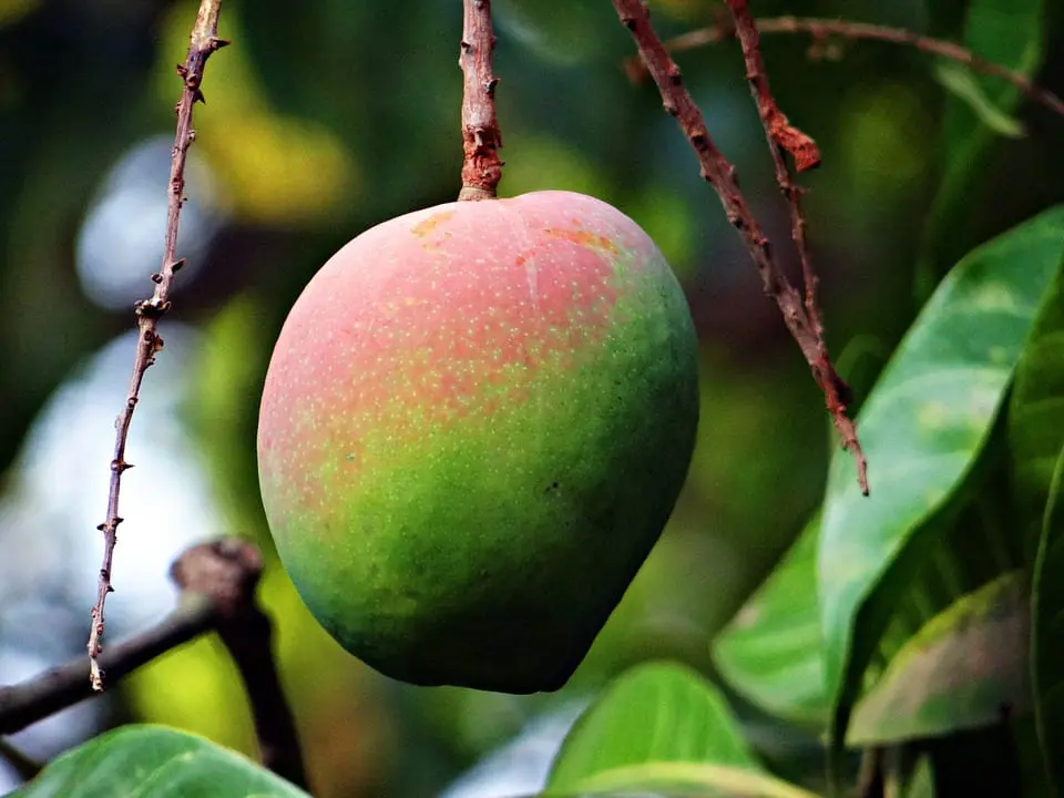 How to plant a mango seed