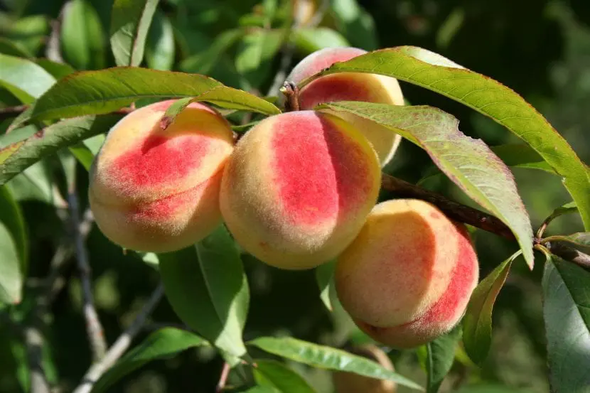 How to prune a peach tree?