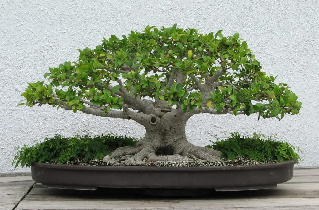 What are the easy to care for bonsai?