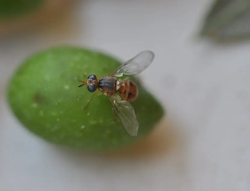 Characteristics, damage, symptoms and treatment of the olive fruit fly