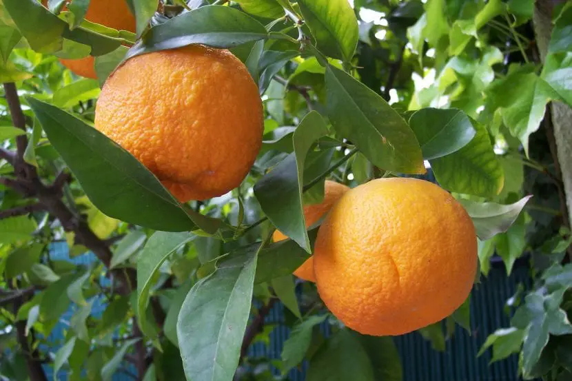 Selection of ornamental citrus