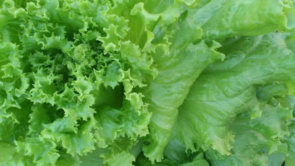 What are green leafy vegetables