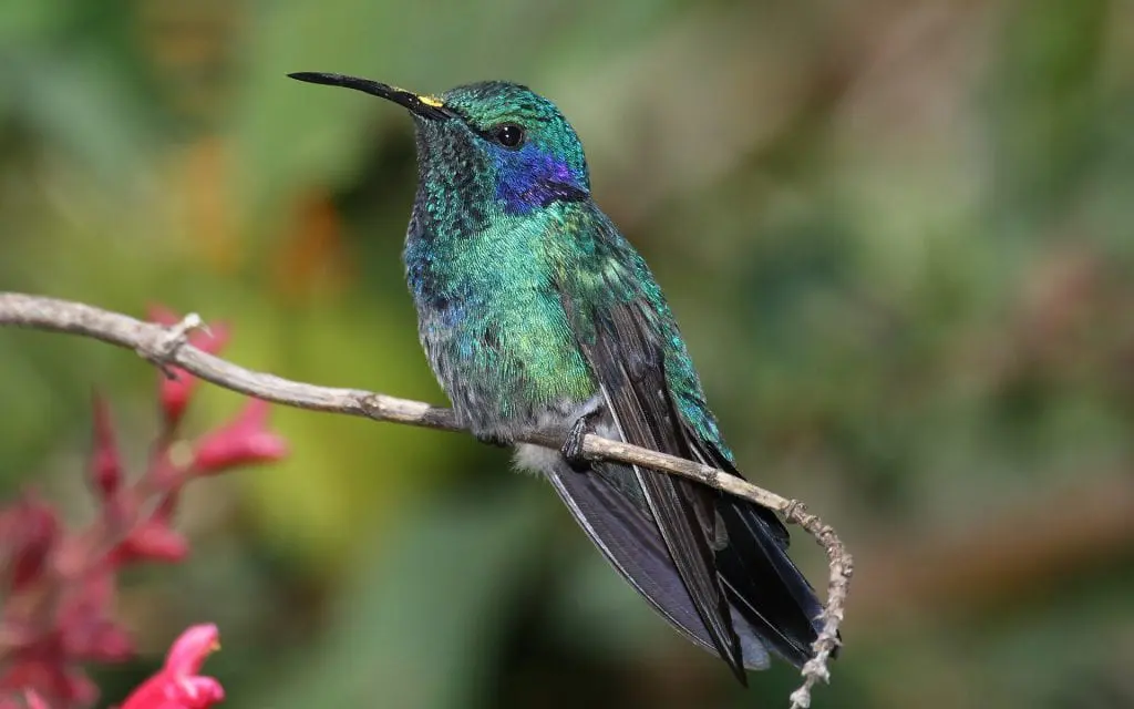 How to attract hummingbirds to the garden