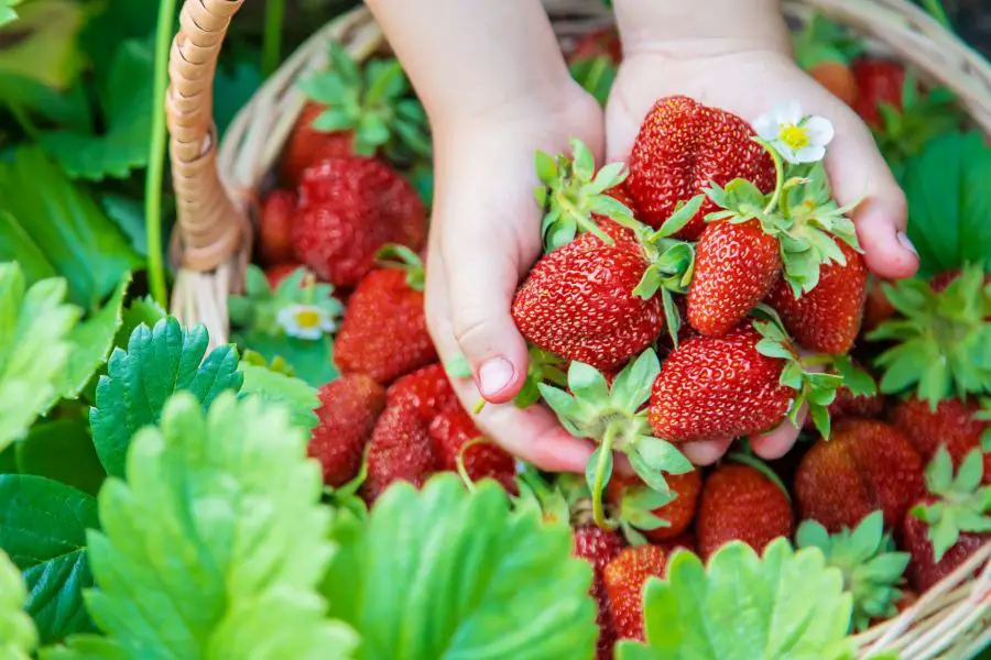 Strawberry Companion Plants: A Guide to Help You Grow the Best Strawberries Ever!