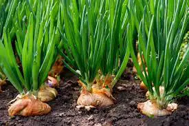 Companion Plants That Help Onions Grow Stronger