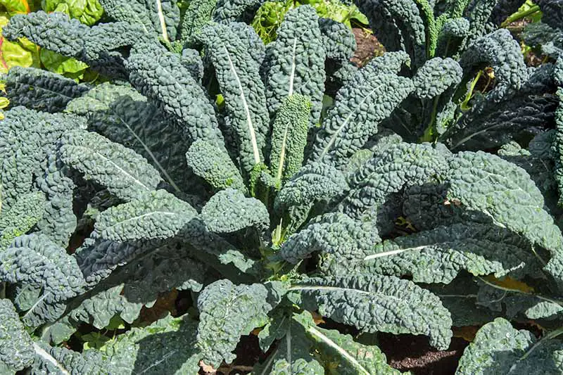 Grow the best kale with these helpful companion plants!