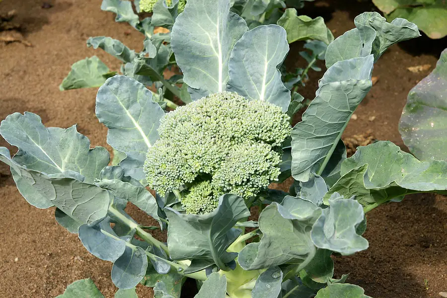 Get the most out of your broccoli with companion plants!