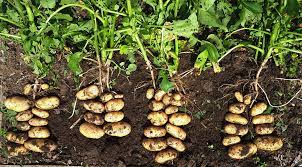 Surprising plants that help potatoes grow better!