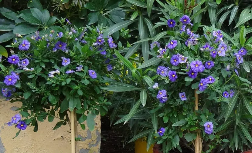 A widely used plant in gardening, Solanum rantonnetii