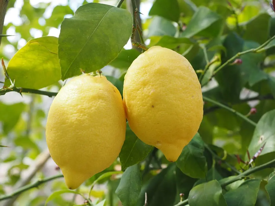 Pests and diseases of the lemon tree