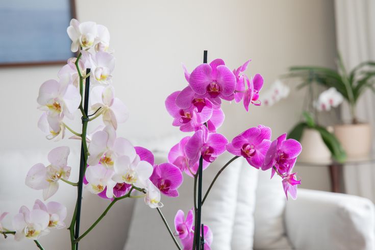 How to make your own fungicide for orchids