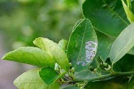 Soapy Water Kills Citrus Fungus – But Is It Safe For The Tree?