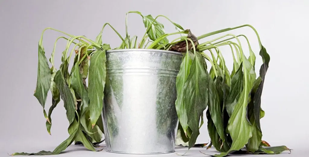 How to recover a dry plant