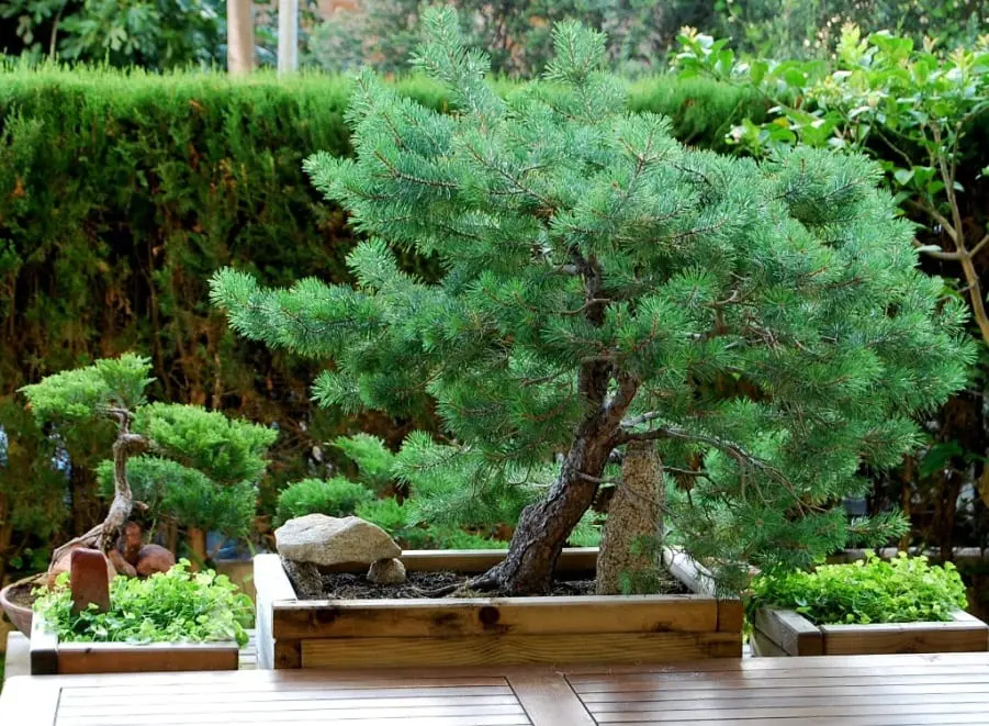 How do you care for a stone pine bonsai?
