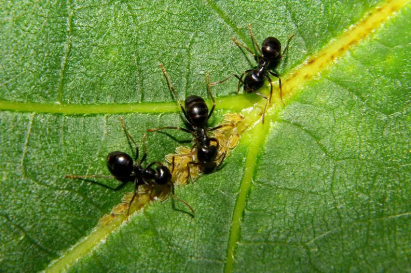 Home remedies against ants