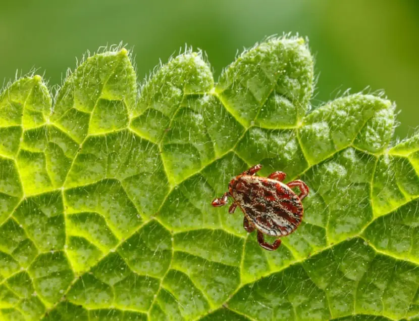 How to remove ticks from your garden