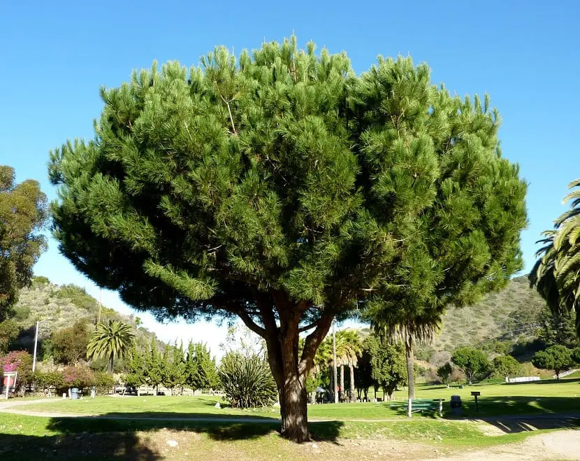 Characteristics of stone pines and how to plant pinyons
