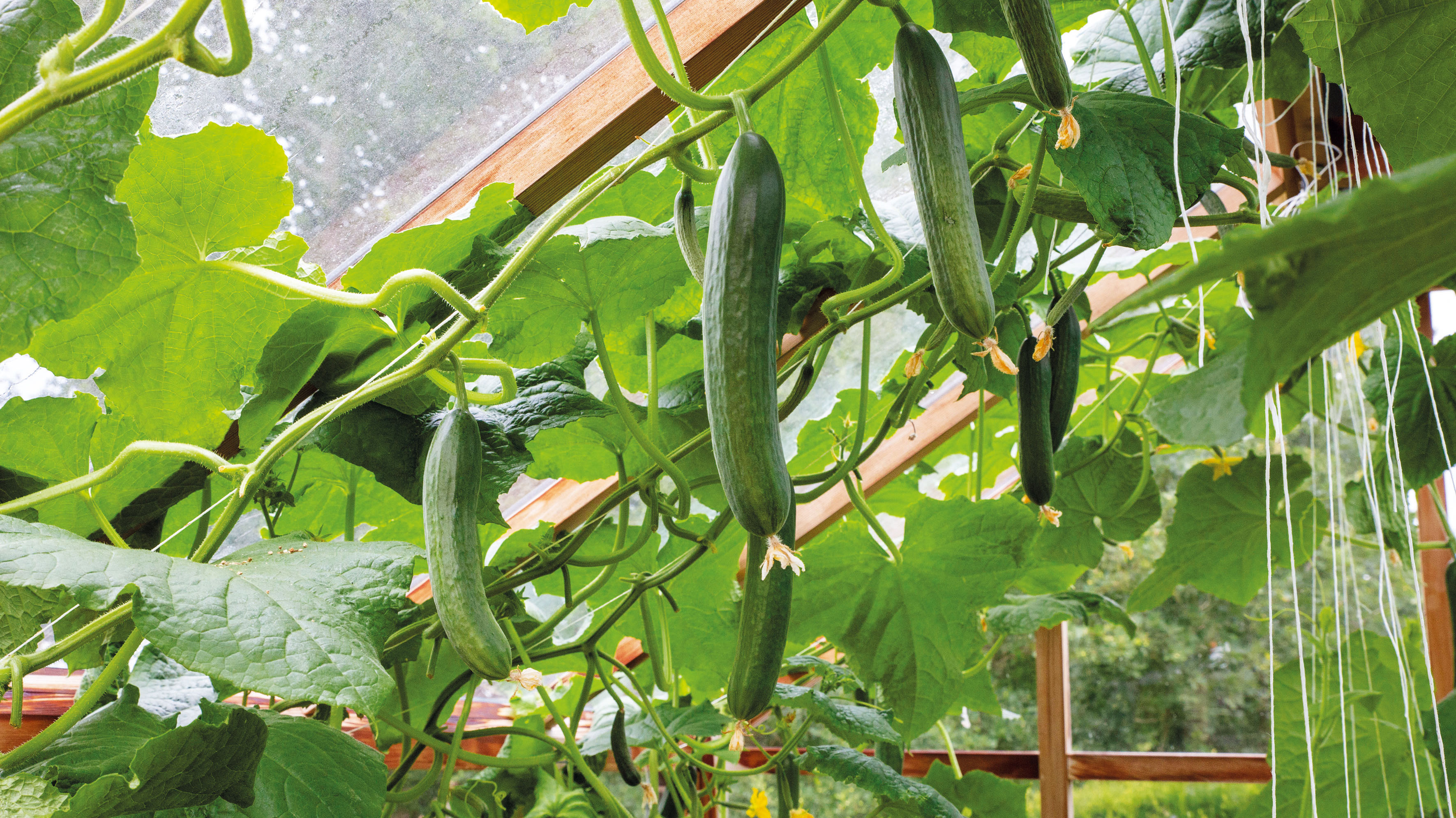 Cucumber companion plants: the list you need to see!