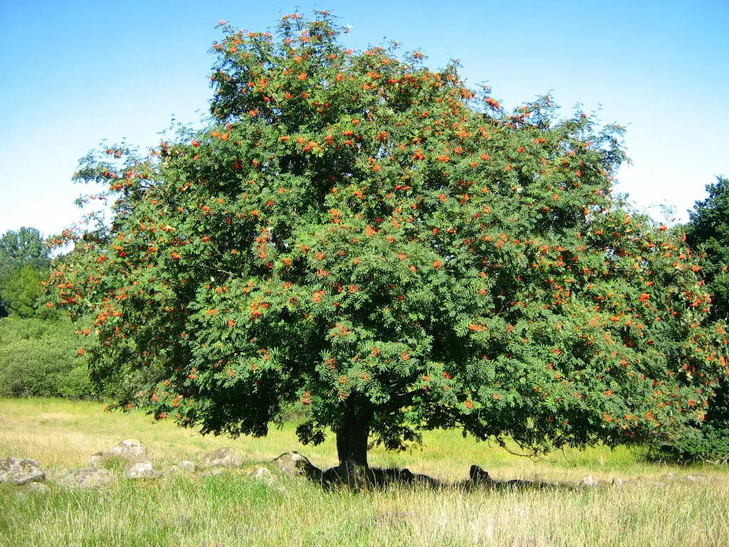 Sorbus aucuparia or Serbal de loshunters, a very rustic tree