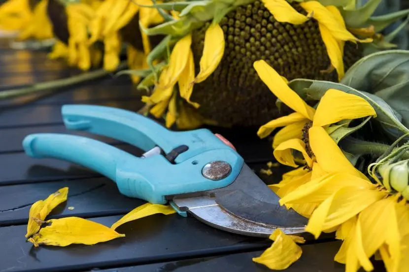 Pruning shears, an essential tool to take care of plants