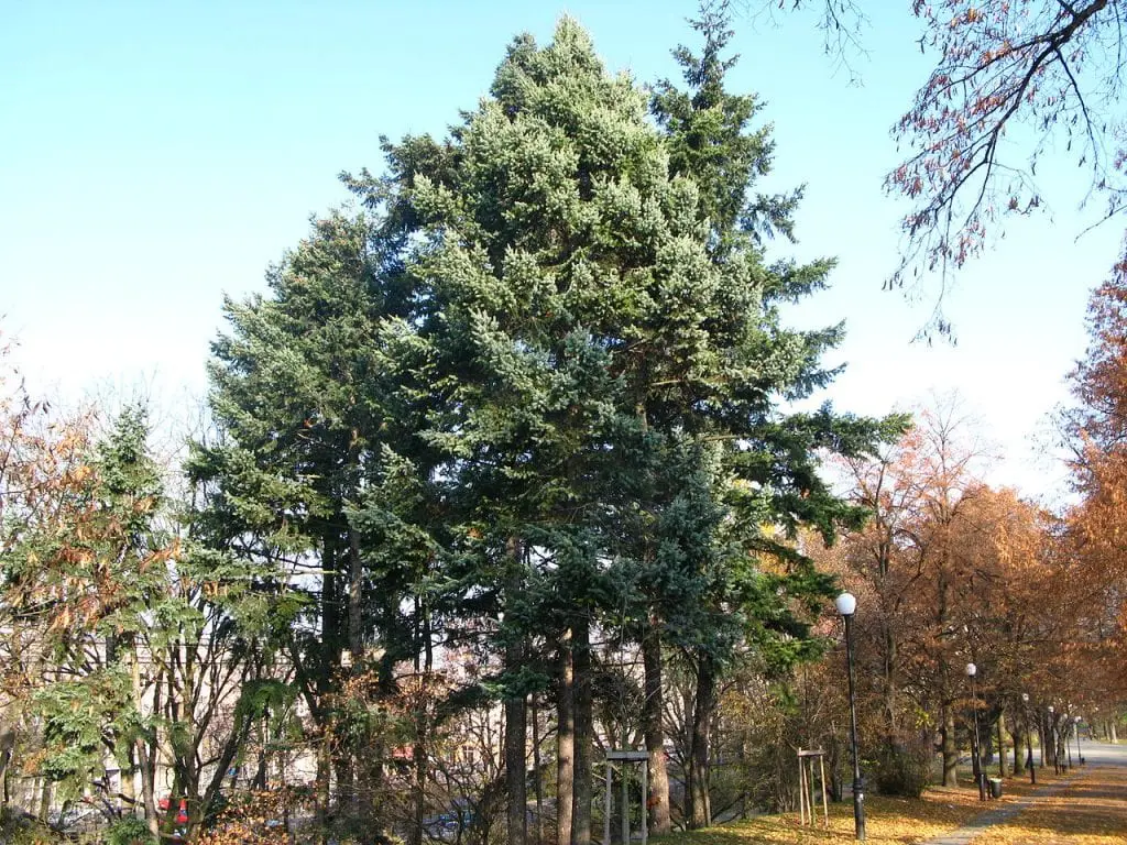 Are conifers trees?