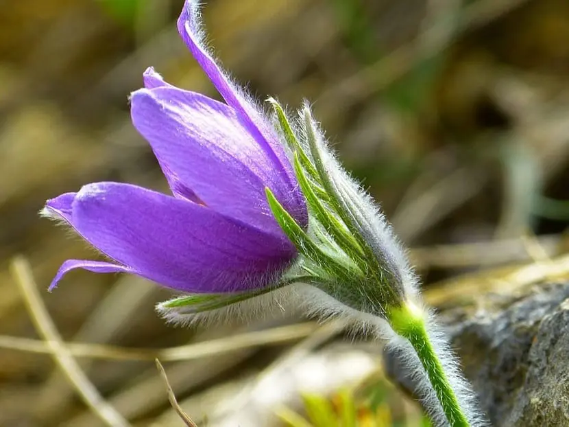 What is the pulsatilla and what is it for?