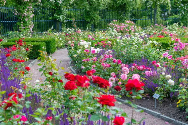 How to make a rose garden that will amaze your neighbors