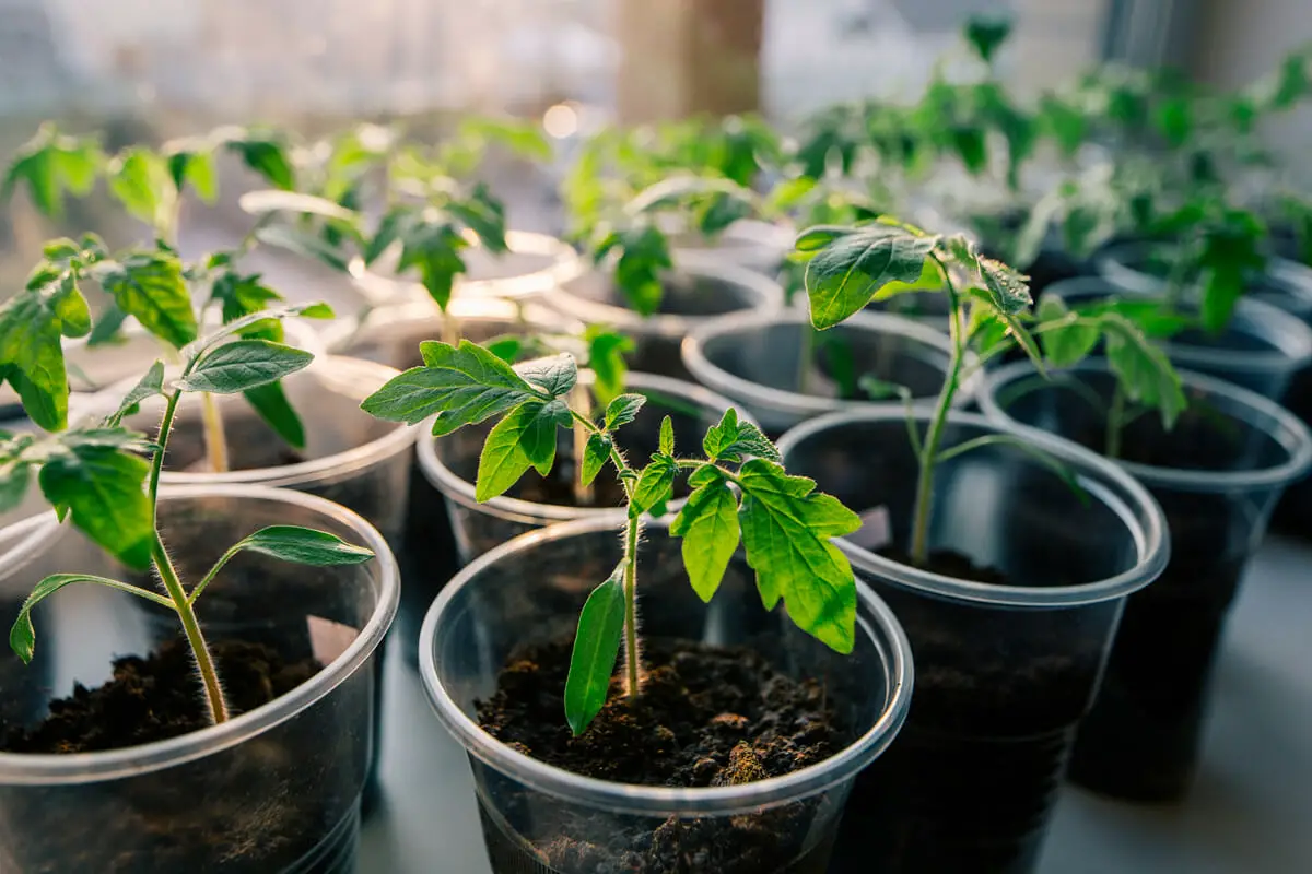 Why growing tomatoes from seed is better than buying plants