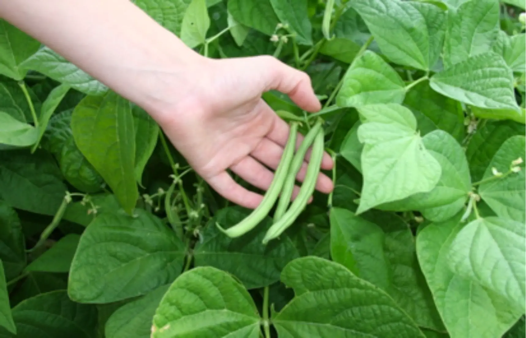 How to Grow Green Beans in Your Garden