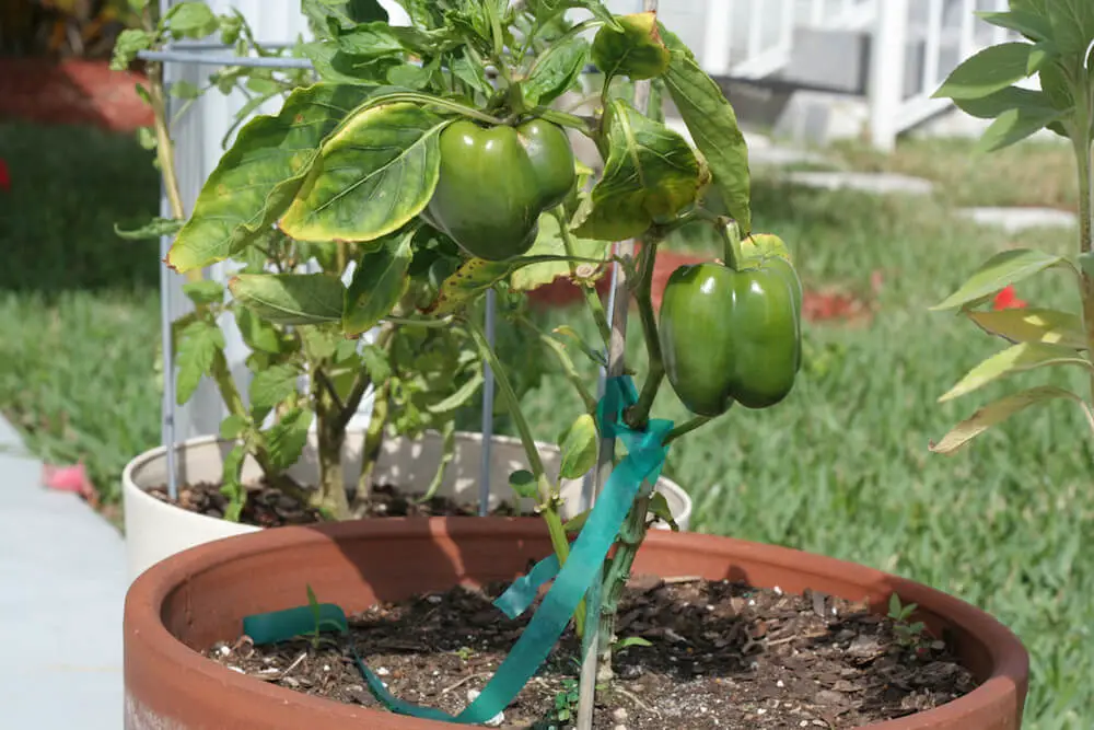 Tips for Growing Bell Peppers in Pots