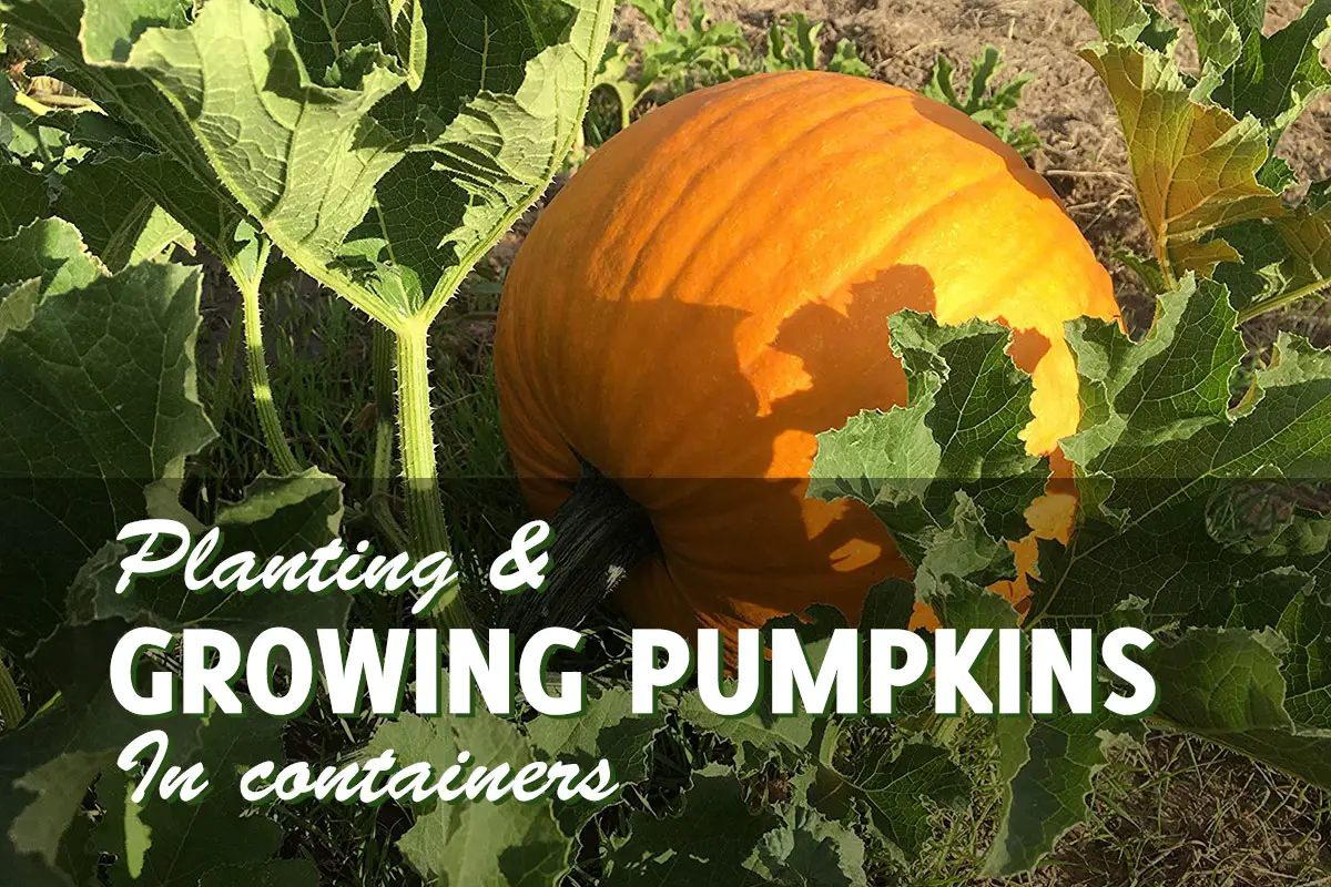 Why You Should Start Growing Pumpkins in Containers This Season