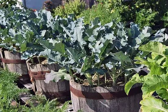 Grow Broccoli in Containers: A Surprisingly Easy Guide