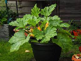 The Benefits of Growing Zucchini in Pots