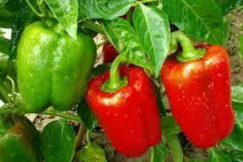 Get the most out of your plants with pepper companion plants!