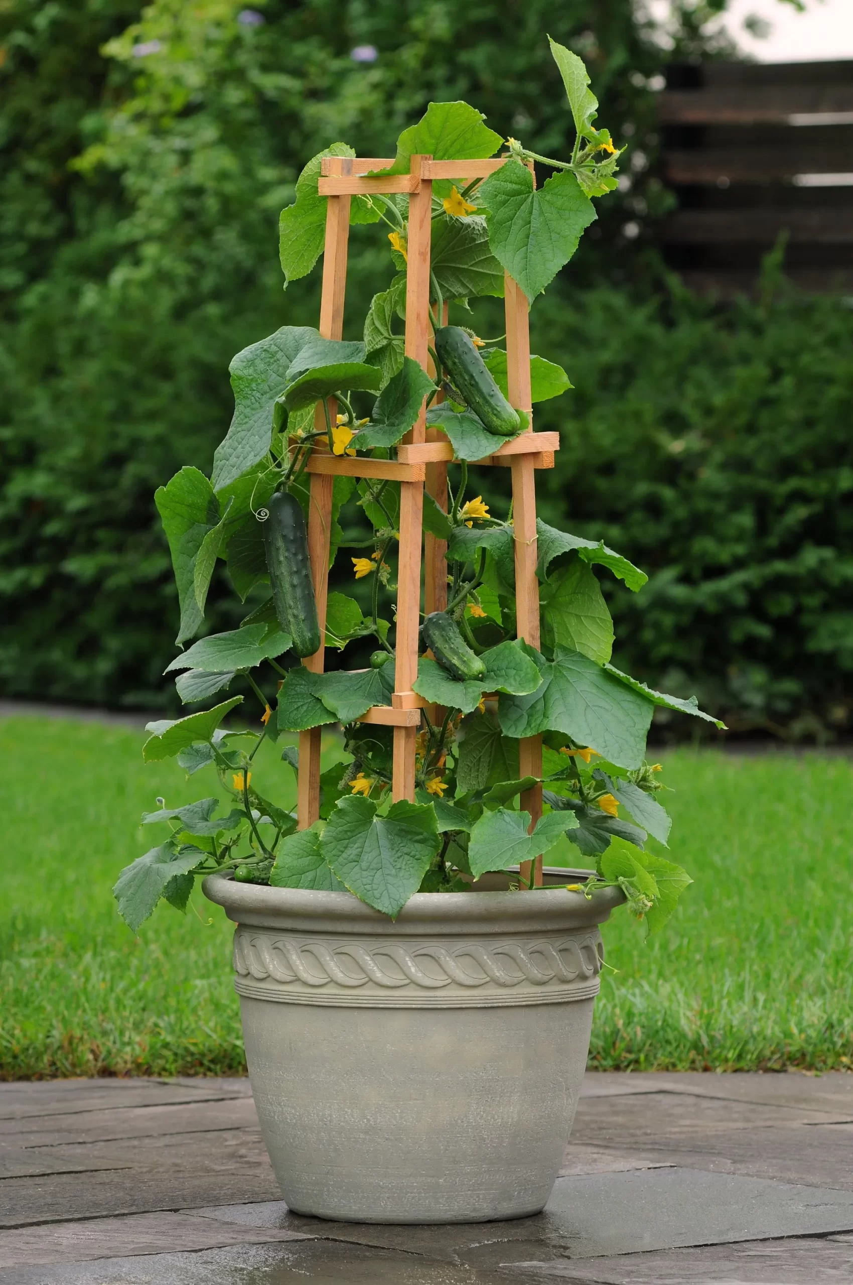 Tips for growing cucumbers in pots and containers