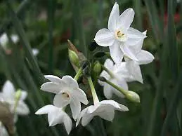 Narcissus Plant: A STUNNING Addition to Your Garden!