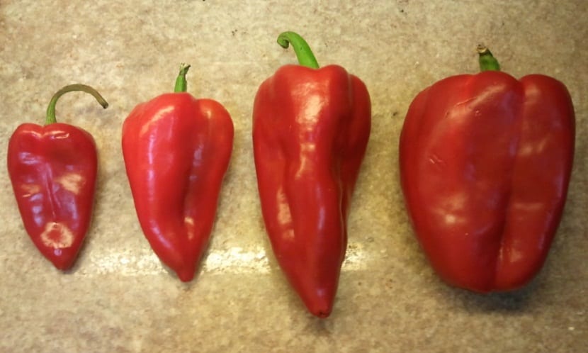 Characteristics, cultivation and care of the Najerano pepper