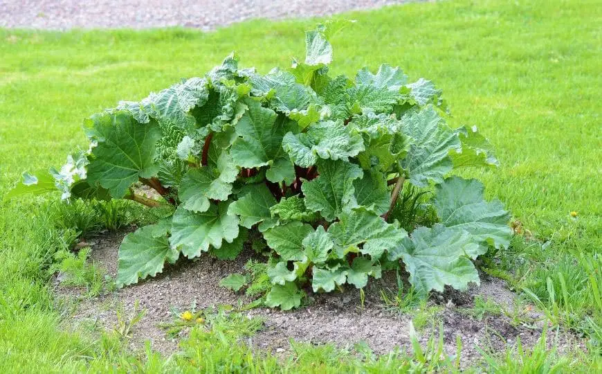 How to successfully grow your own rhubarb plant